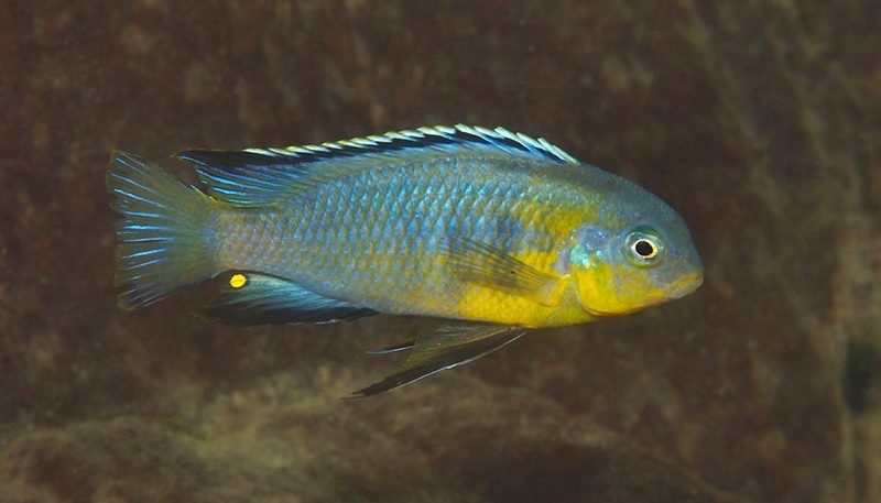 Tropheops sp. 'gome yellow' Gome Rock